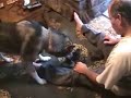 wolf-help-wolves.html