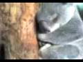 Koala Experience In Port Macquarie