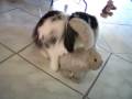 cum cum un lapin qui aime le sex
