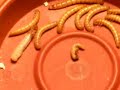 Meal Worm Morphing to Pupa