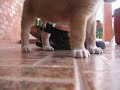 Puppy playing with my sneaker Puppy playing with my sneaker