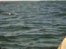 Go Sea Kayak Byron Bay May 21st