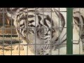 Huge White Tiger Eating