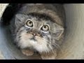 Нажмите для просмотра : Веселые и смешные коты с нами