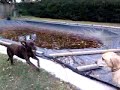 Fetch! Pet Care of Virginia Beach/Chesapeake Presents: Abbey and Dusty Both Want the Ball