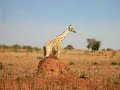giraffe in Niger