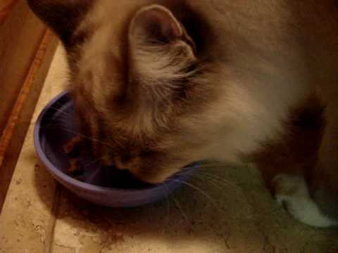 0 Go Natural FRESHWATER TROUT CANNED FORMULA   Floppycats.com Product Review