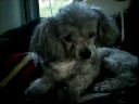 Mi perrito en un momento caliente / My doggie in a hot time