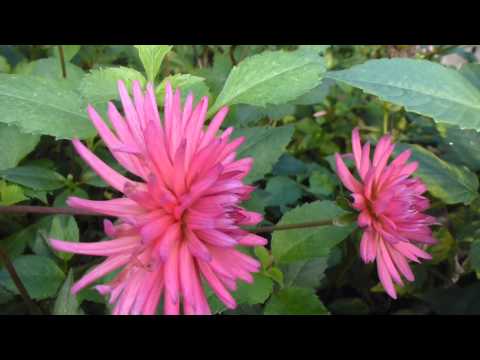 how to collect dahlia seeds