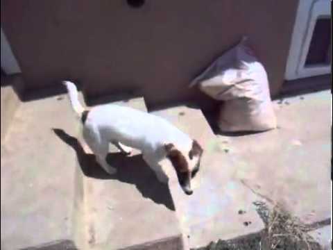 CLT Russells AKC/UKC Shortie Champion Lines VIDEO