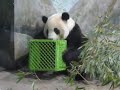 Cute Panda