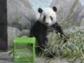 Cute Panda