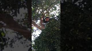 نابلس عسكر البلد