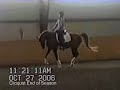 Clicquot American Saddlebred End of Season Training Level