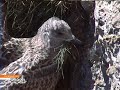 Hard Times for a young Larus Argentatus
