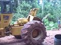 When you're logging the Rainforest...