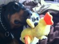 Doberman and Chihuahua Compare Teeth