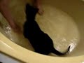 My German Shepard playing in the tub