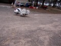 Texas Turkeys Play Soccer **Super Funny**