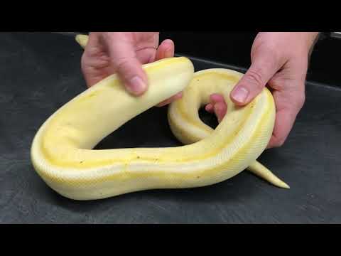 YouTube reptile video