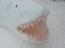 Shark Attacks Swimmer - Shocking