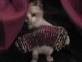 El gato de A��n