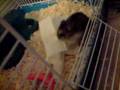 videos de Hamster killing a harmless tissue