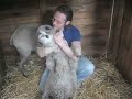 Worming our pet sheep Worming our pet sheep