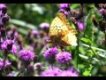 IMNURI PENTRU SUFLETUL TAU - ALL CREATURES OF OUR GOD AND KING (COR SI PEISAJE)