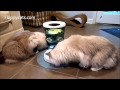 Ragdoll Cats Review Catit Design Senses Treat Maze - ねこ - ラグドール - Floppycats
