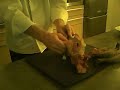 Une pintade au girolles