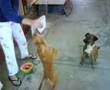 videos de Dog begs for Watermelon