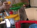 training birds, video 1