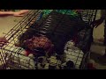 dog cage roll