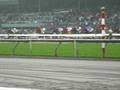 At the Races
