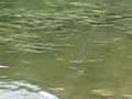 videos de Gone Fishin'