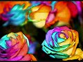 Sebastian Leger & Chris Lake - Striped Flower