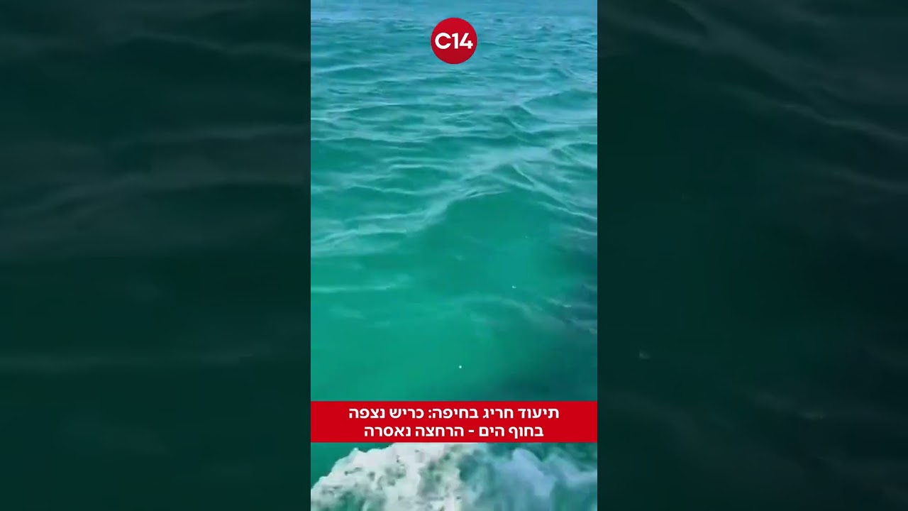 כריש נצפה בחופי חיפה