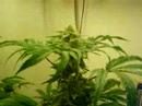 Jamacian Juicy Fruit Clones Almost Done