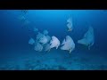 Maldives Diving Cruise 2010-1 #1