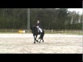 Renskje BV @ Jonge paarden Zandhoven