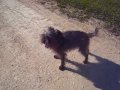 Affenpinscher