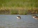 Black tailed Godwits Fenlake Black tailed Godwits Fenlake
