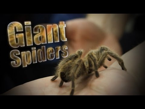 YouTube reptile video