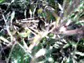 POKEMON POKEMON