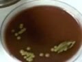 videos de S aureus catalasa