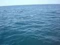 Dolphins and Sealife in Newport Beach Ca