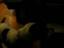 Sparky in Attack of The Rabbits Sparky in Attack of The Rabbits