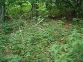 Tree House Site