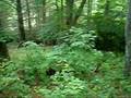 videos de Tree House Site